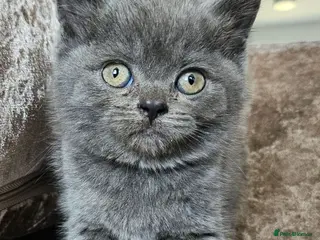 British Shorthair cats 3 pedigree British blue shorthairs ready now - Advert 3
