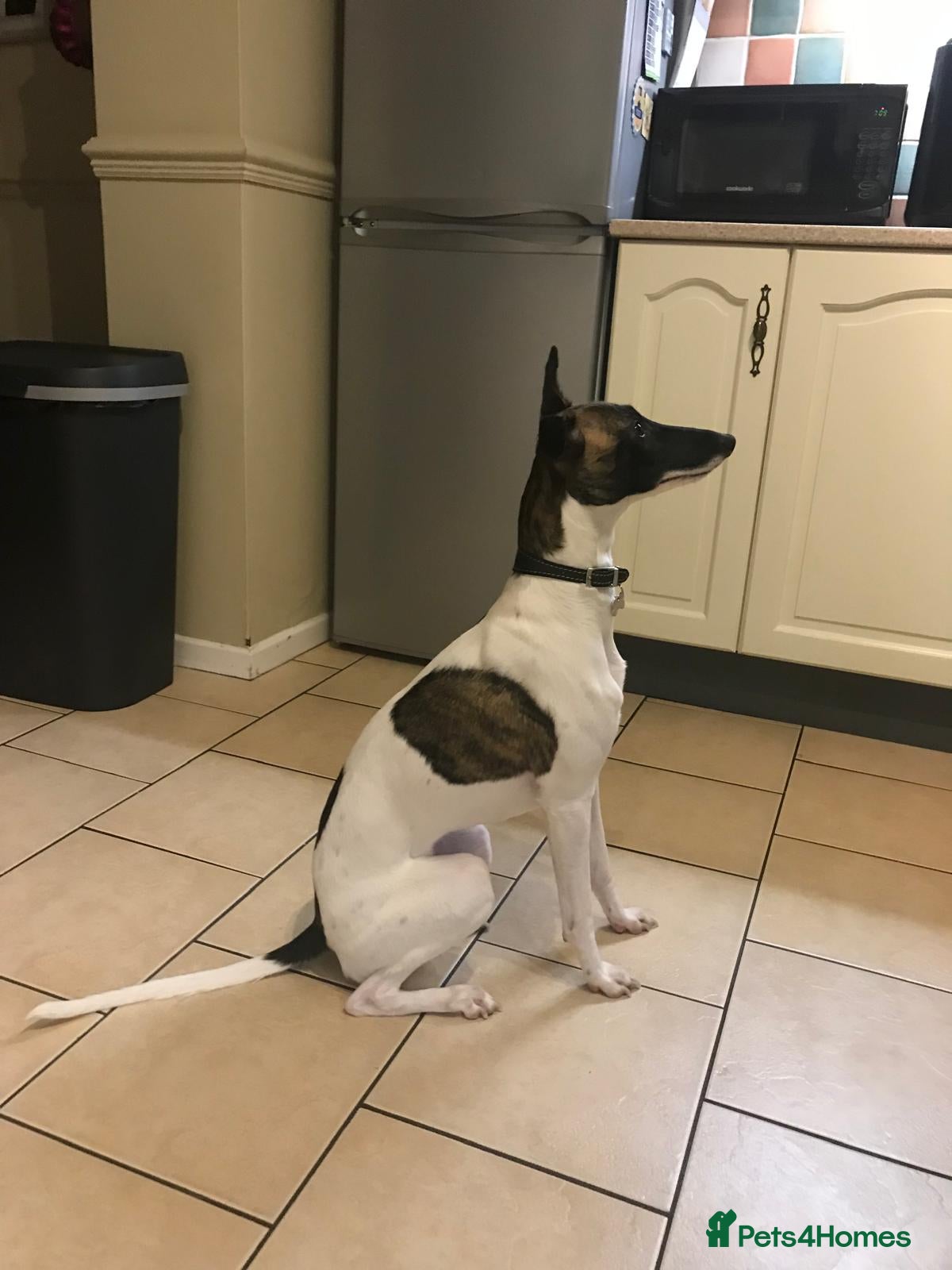 Whippet dogs for sale: Stunning pedigree whippets puppies  - Advert 3