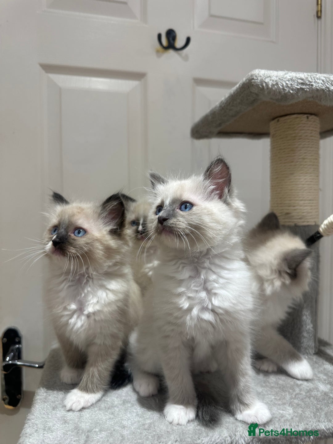 Ragdoll cats for sale: Last boy available! GCCF parents, pure ragdoll🤍 - Advert 24