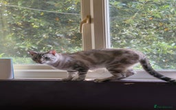 Bengal cats for sale: Buzz and Woody - Image 9