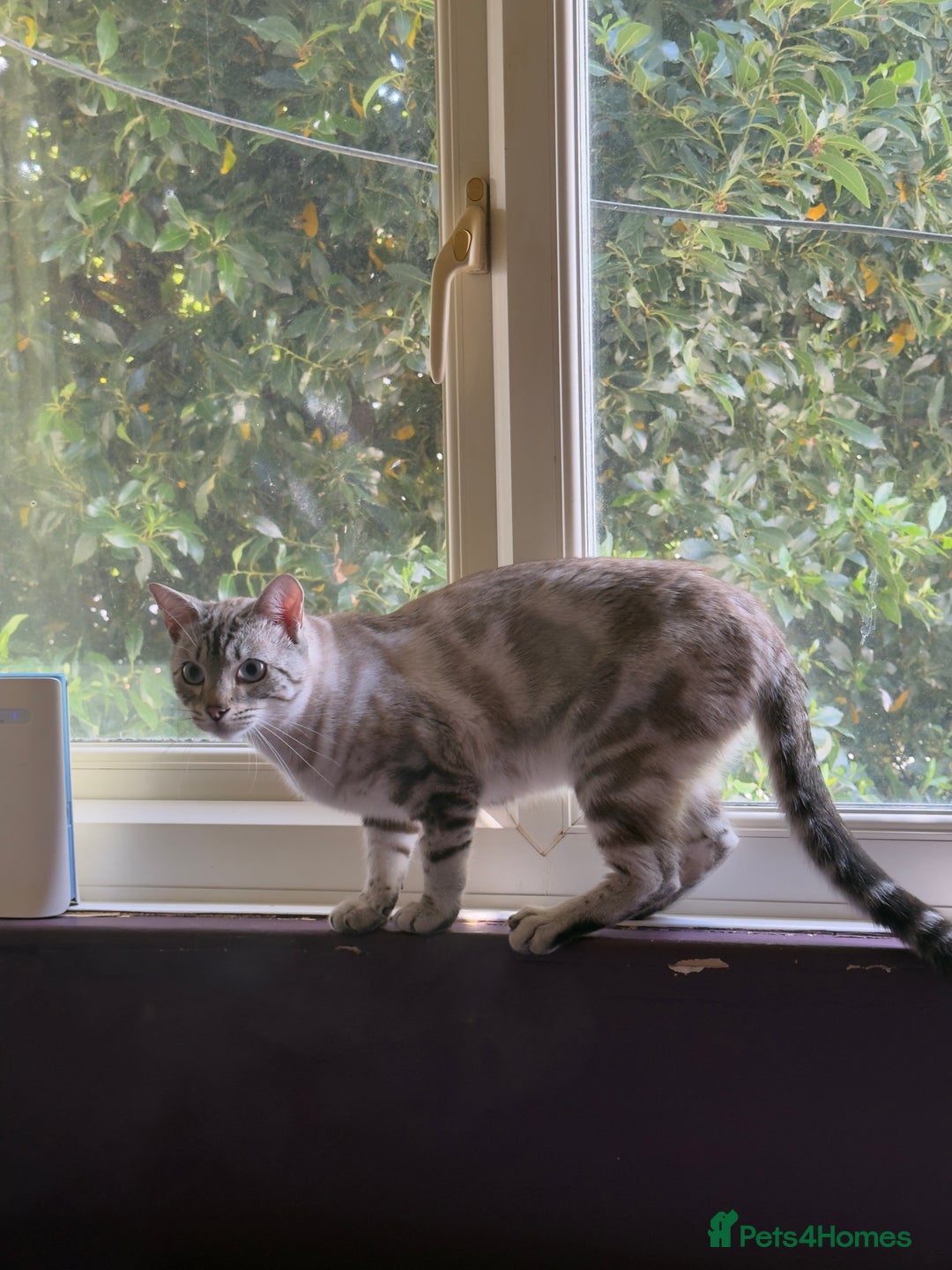 Bengal cats for sale: Buzz and Woody - Image 9