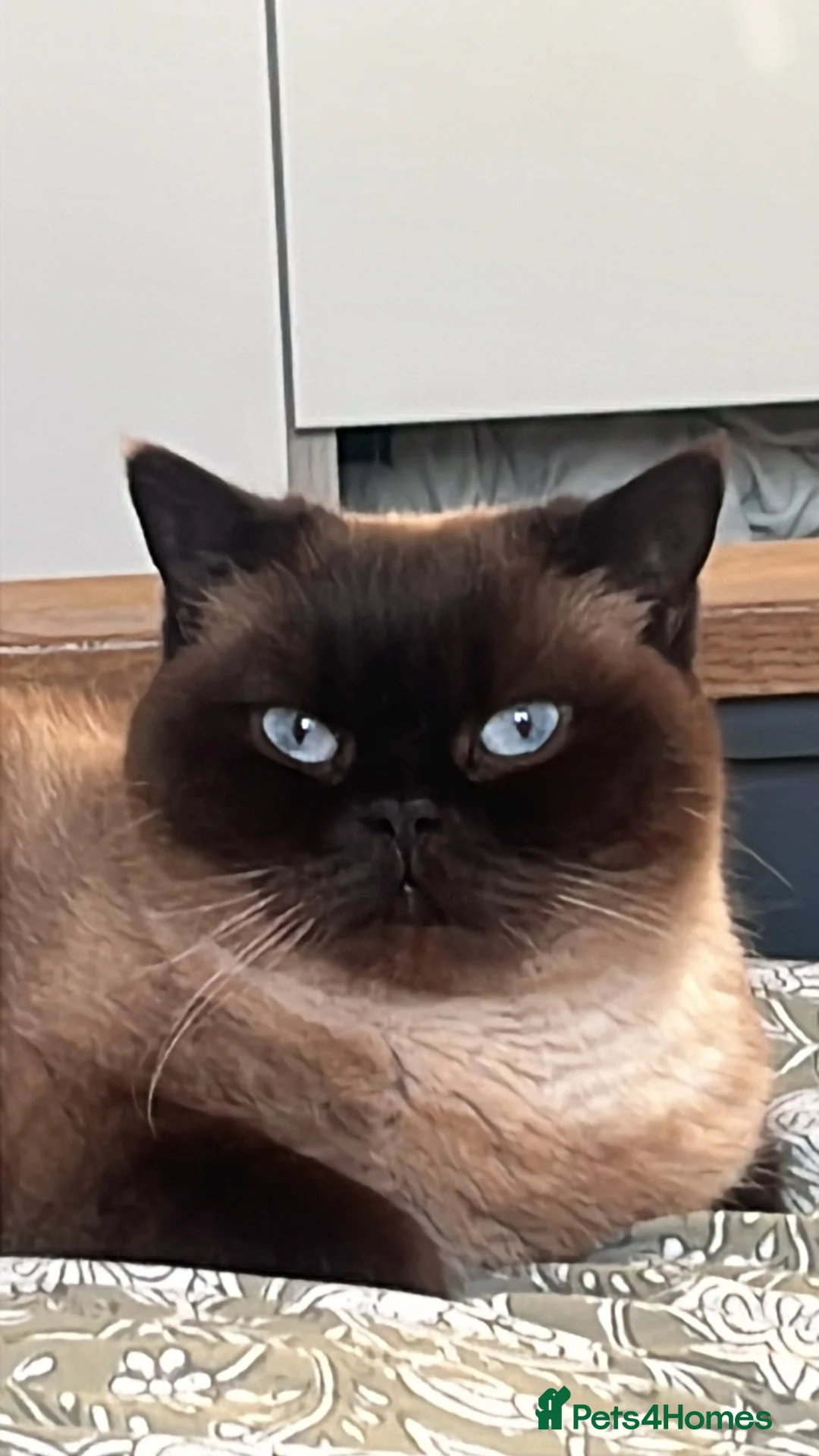 British Shorthair cats for sale: Adult British looking for loving family  - Advert 2