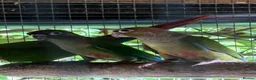 Conures birds for sale: Baby conures, parent reared, dna tested - Advert 4