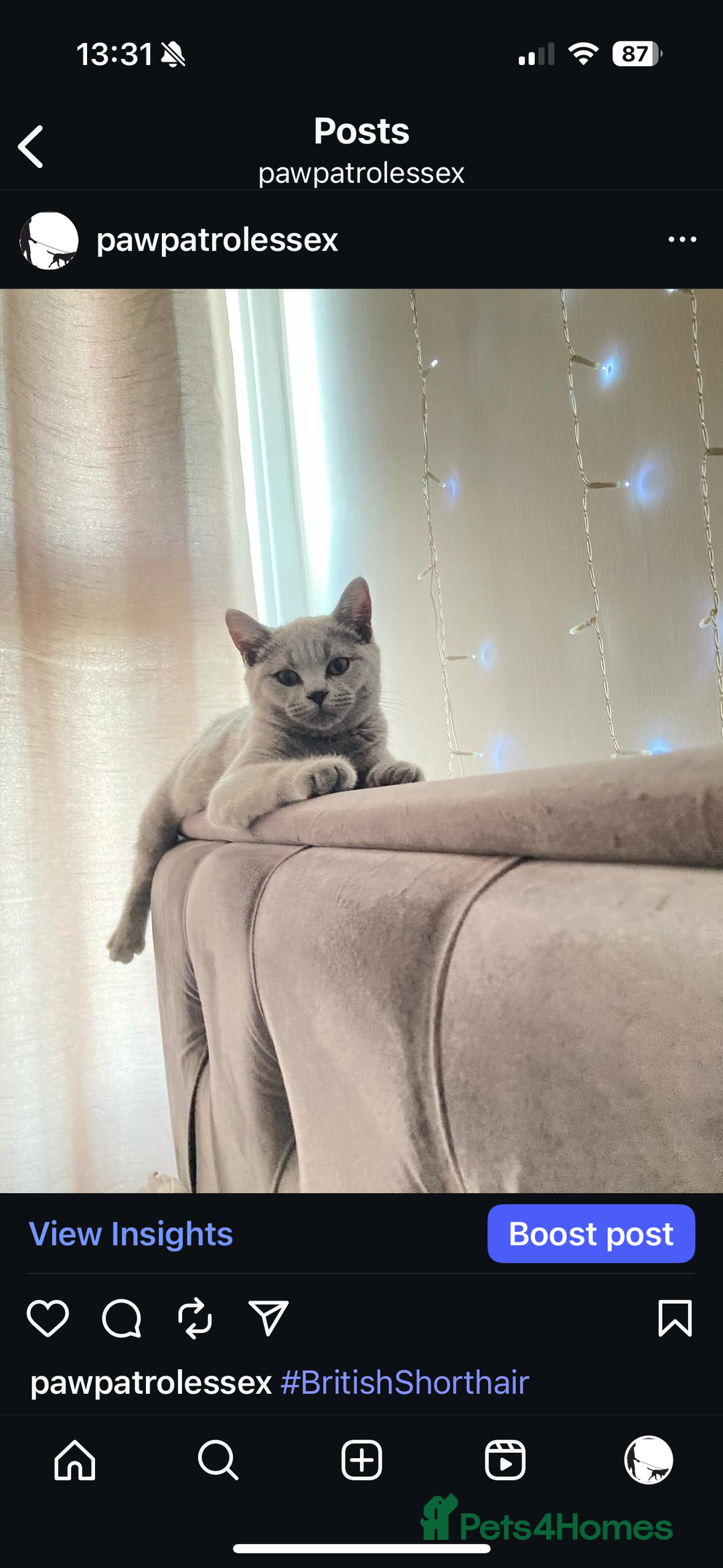 British Shorthair cats for sale: 🐾✨ Beautiful British Shorthair Cat Available ✨🐾 - Image 10
