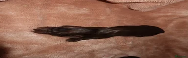 Cocker Spaniel 2