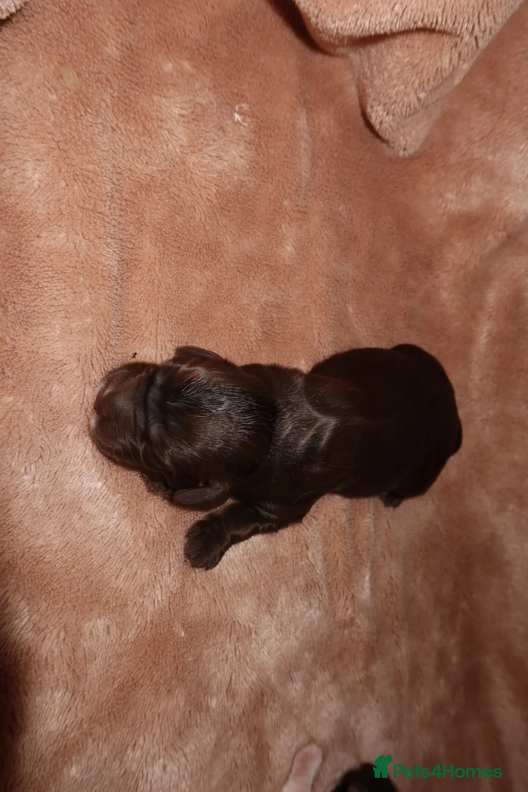 Cocker Spaniel dogs for sale: Working cocker spaniel puppies  - Advert 34