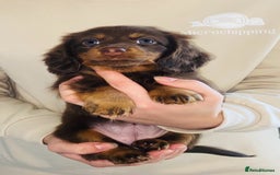 Miniature Dachshund dogs for sale: KC Championship line miniature dachshunds  - Image 27