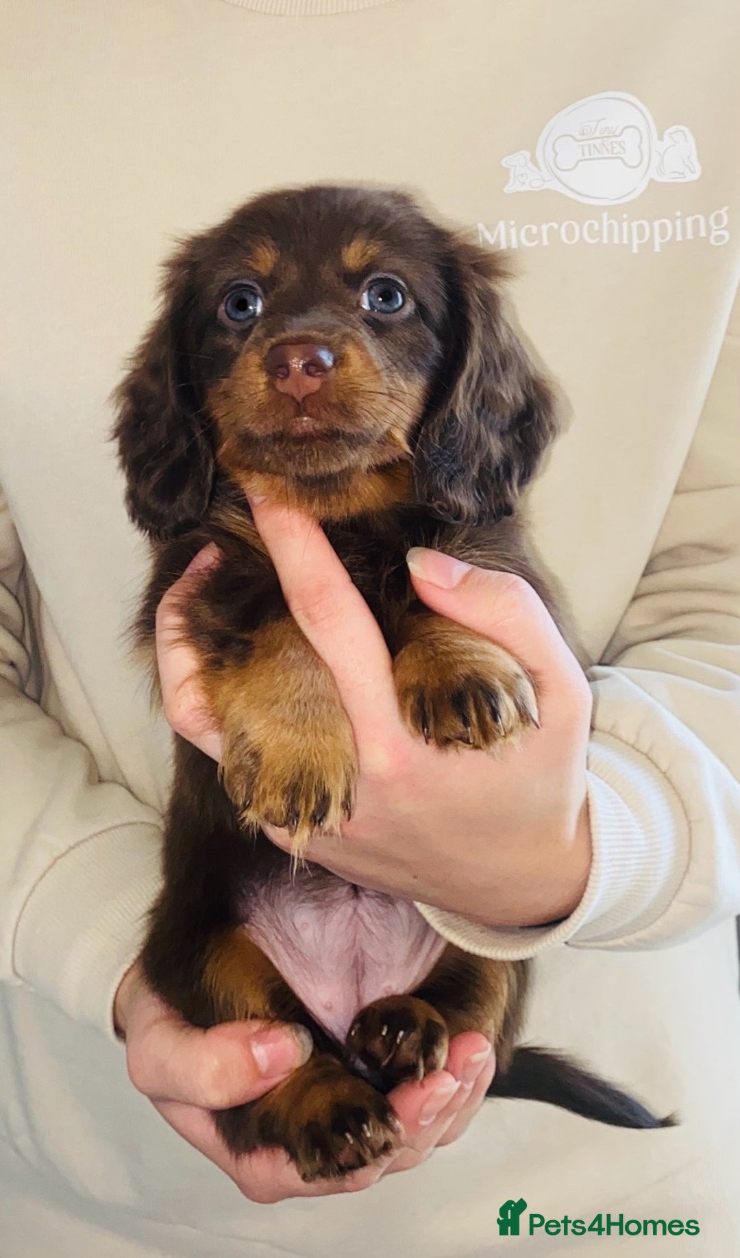 Miniature Dachshund dogs for sale: KC Championship line miniature dachshunds  - Image 27