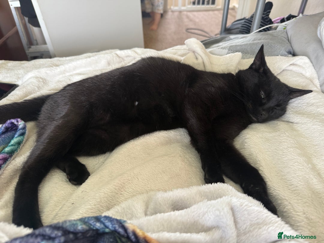 Mixed Breed cats for sale: Moggy need a new home - Image 3