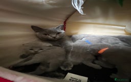 British Shorthair cats for sale: British Shorthair  - Image 1
