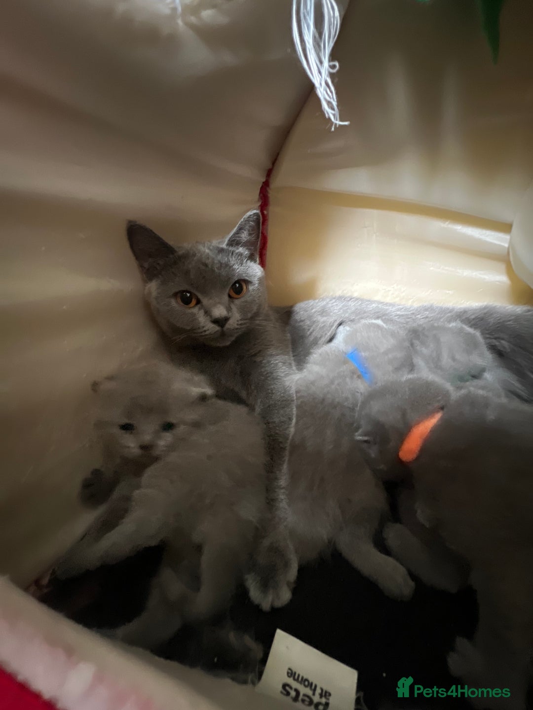 British Shorthair cats for sale: British Shorthair  - Image 1