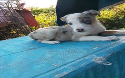 Border Collie dogs for sale: Border collie pups  - Image 1