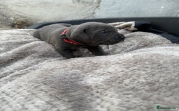 Cane Corso dogs for sale: Stunning blue cane corso litter - Image 8