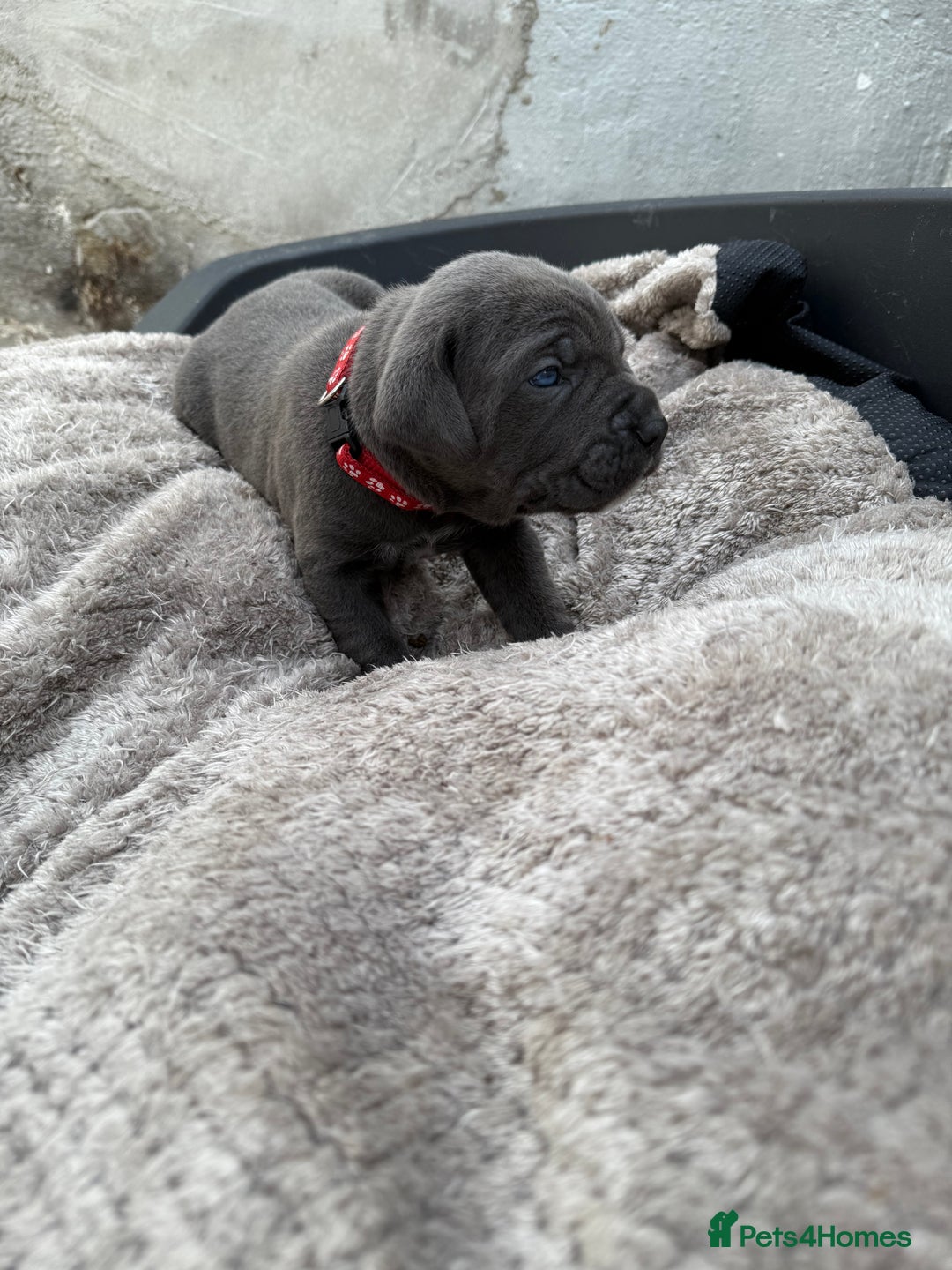 Cane Corso dogs for sale: Stunning blue cane corso litter - Image 8