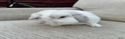 Mini Lop rabbits for sale: 2 rabbits for sale - Advert 4