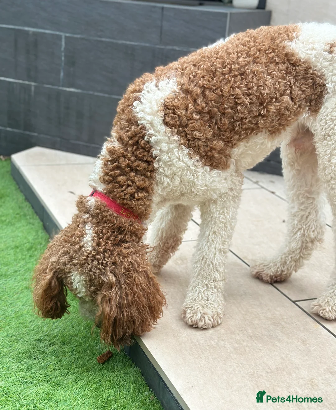 Goldendoodle dogs for stud: Red & White Parti Fully HealthTested Goldendoodle - Advert 7