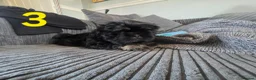 Shih Tzu dogs for sale: Imperial shih tzu puppies  in Walsall - Advert 18