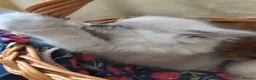 Ragdoll cats for sale: Perdolls  - Advert 28