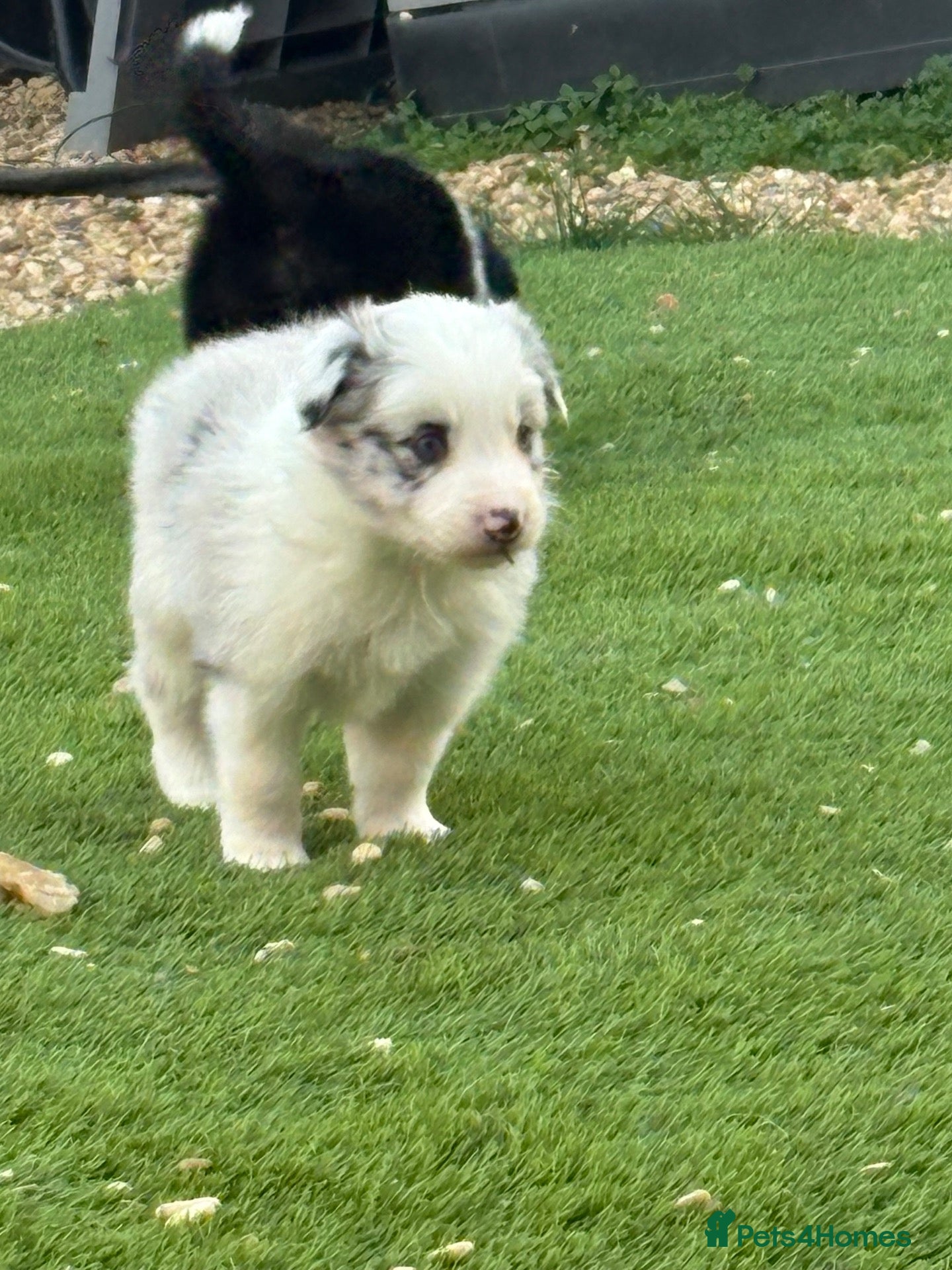 Border Collie dogs  Long coated pure bred collie puppies blue merles  - Advert 2