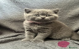 British Shorthair cats for sale: British blue shorthair kittens for sale - Image 2