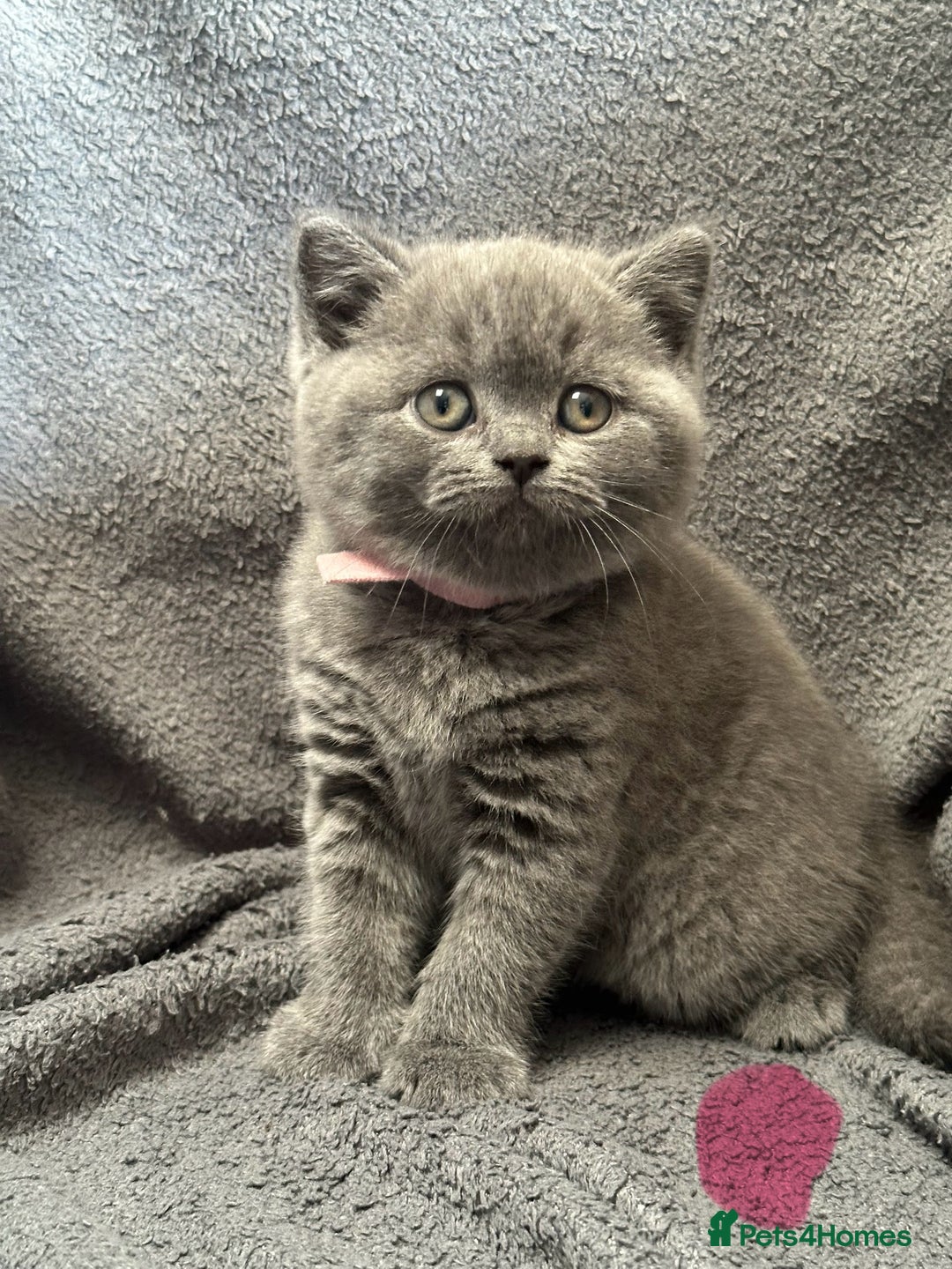 British Shorthair cats for sale: British blue shorthair kittens for sale - Image 2