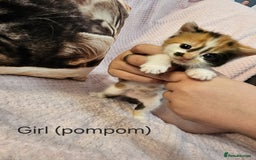 Mixed Breed cats for sale: British Long hair x kittens ONLY 4 FEMALES LEFT - Image 7