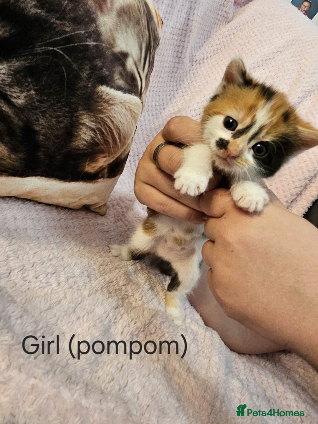 Mixed Breed cats for sale: British Long hair x kittens ONLY 4 FEMALES LEFT - Image 7