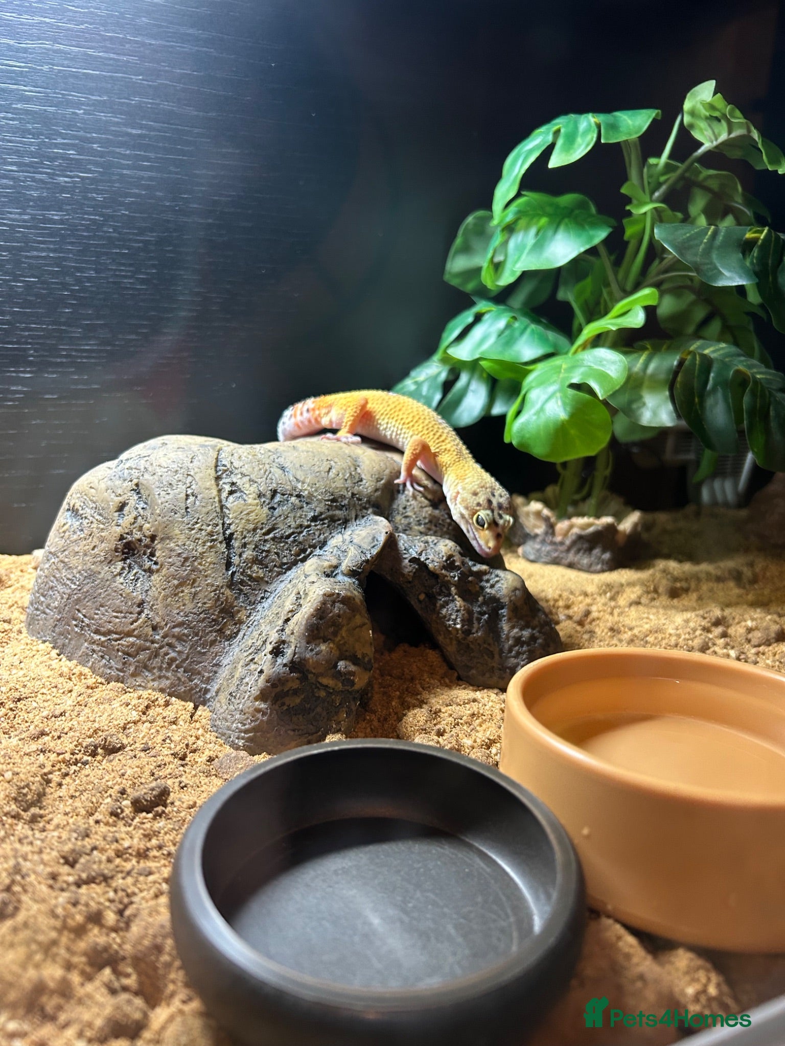 Leopard Gecko reptiles Leopard Gecko for sale with enclosure  - Advert 1