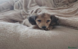 Dachshund dogs for sale: Miniature dachshunds - Image 26