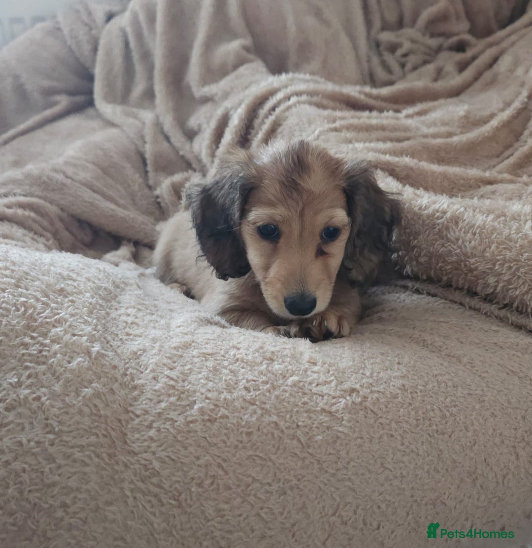 Dachshund dogs for sale: Miniature dachshunds - Image 26