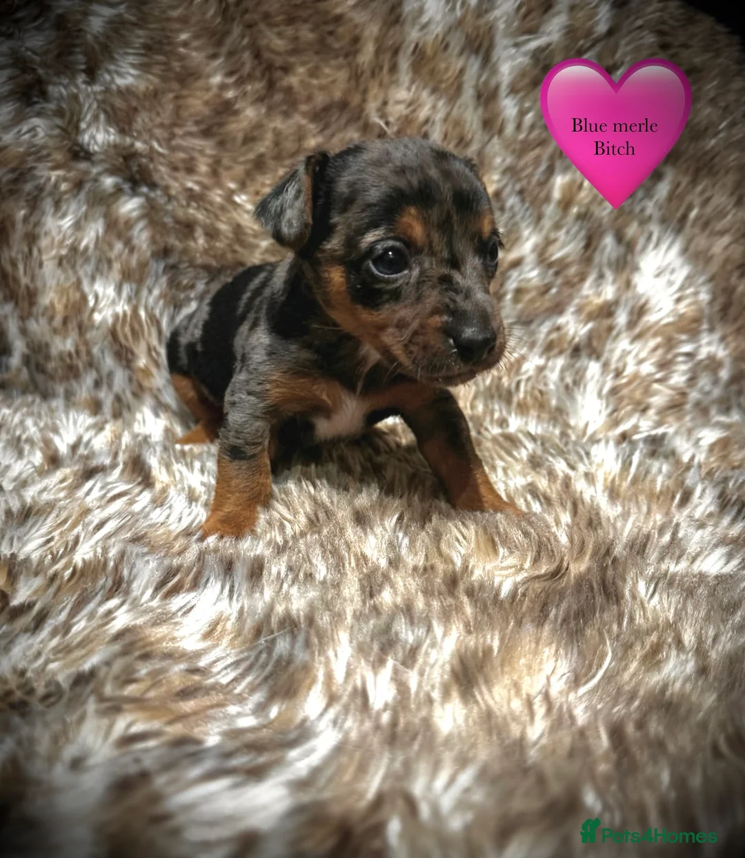 Jack Russell dogs for sale: Beautiful traditional and Merle jack Russels  - Advert 4