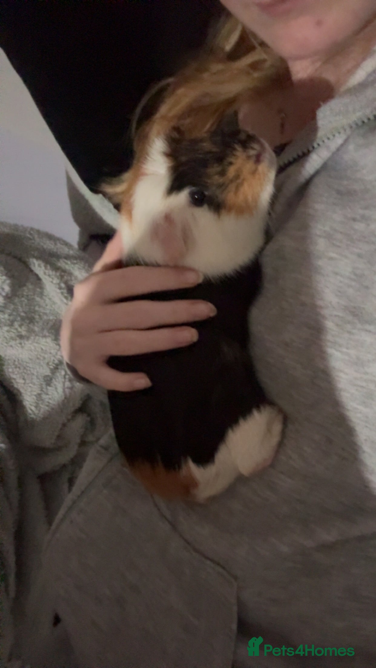 Guinea Pig rodents Two male guniea pigs URGENT  - Advert 1