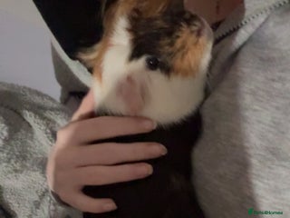 Guinea Pig rodents Two male guniea pigs URGENT - Advert 1