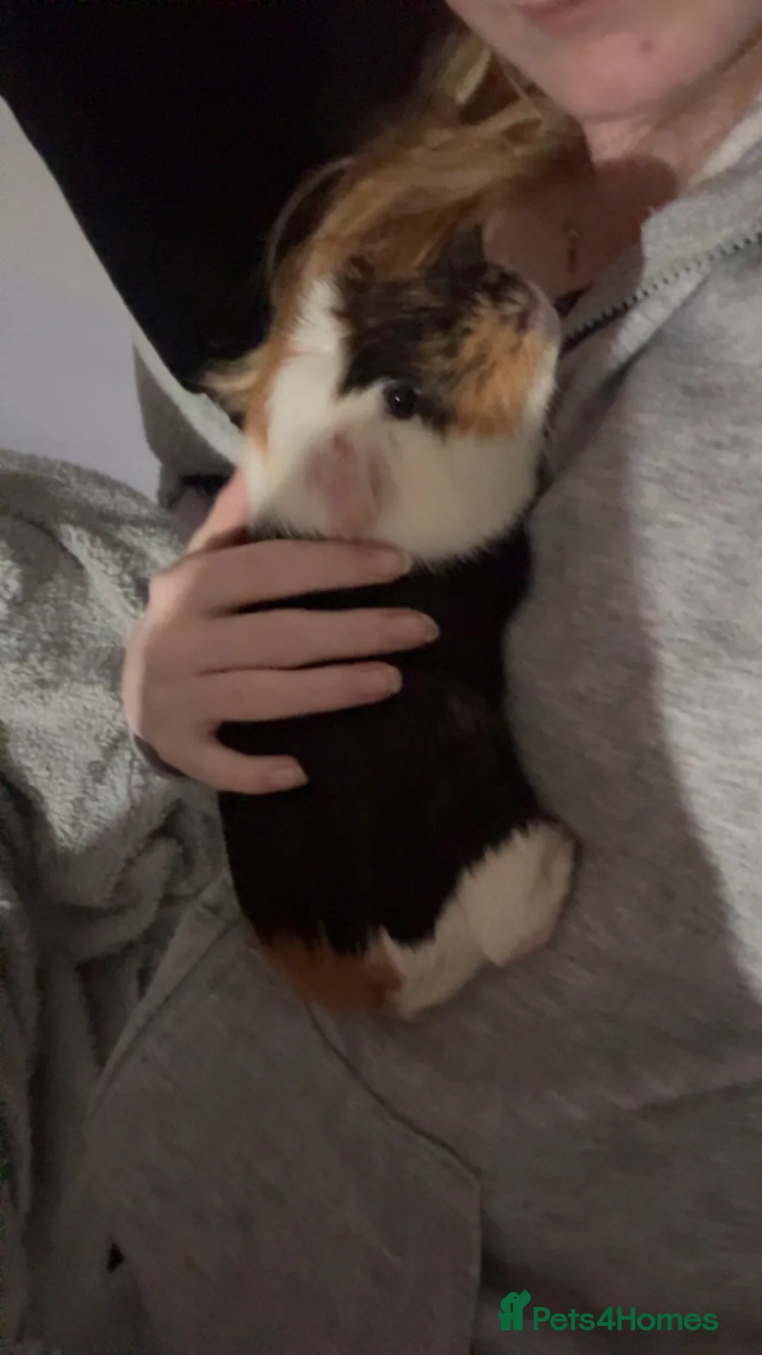Guinea Pig rodents for sale: Two male guniea pigs URGENT  - Advert 1
