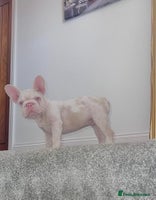 French Bulldog dogs - Advert 3