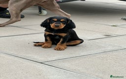 Cocker Spaniel dogs for stud: KC REGISTERED COCKER SPANIEL STUD in Worcester - Image 14