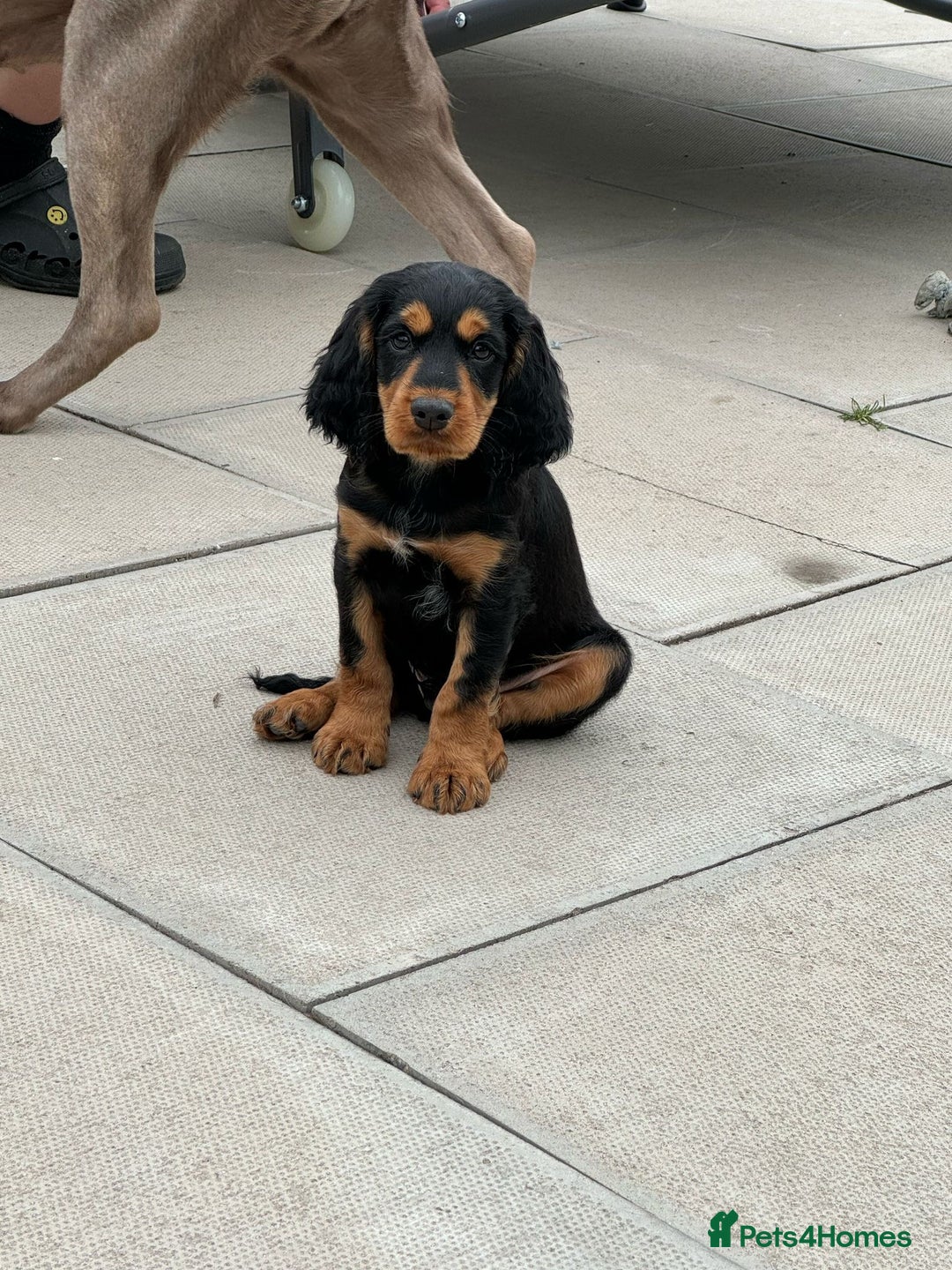 Cocker Spaniel dogs for stud: KC REGISTERED COCKER SPANIEL STUD in Worcester - Image 14