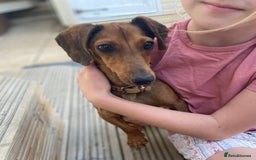 Dachshund dogs for sale: Dachshund x jack Russell puppies  - Image 12