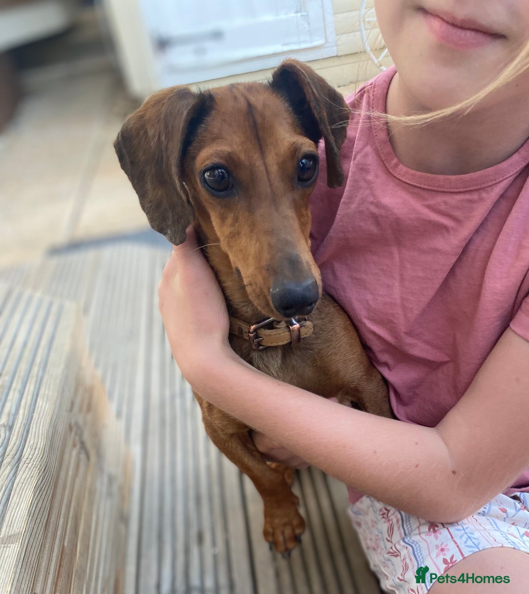 Dachshund dogs for sale: Dachshund x jack Russell puppies  - Image 12