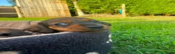 Miniature Dachshund dogs for sale: Miniature Dachshund Puppies - Advert 9