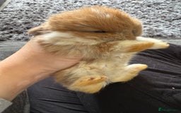 Mini Lop rabbits for sale: Gorgeous Mini Lops x1 available now  - Image 21