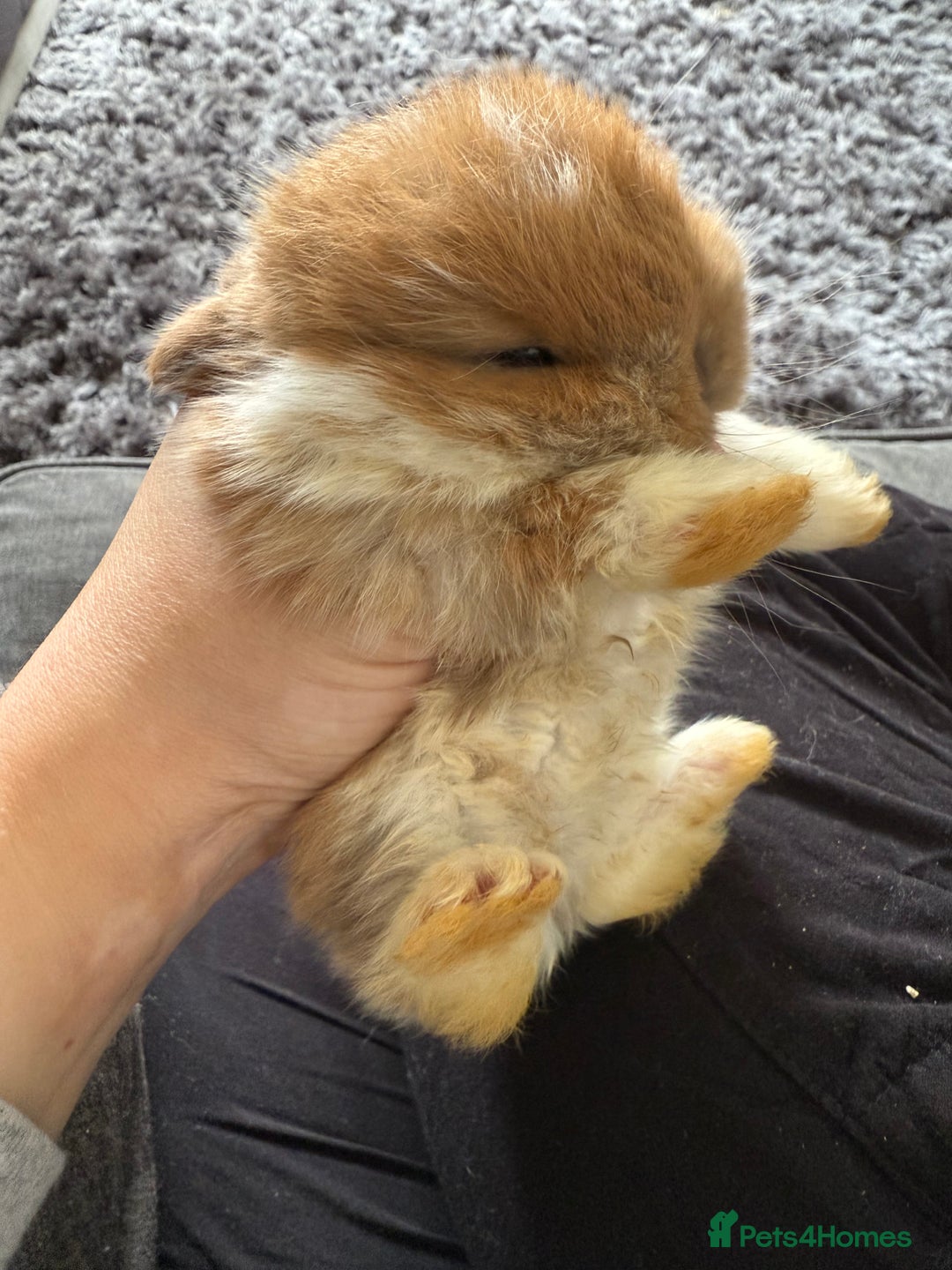 Mini Lop rabbits for sale: Gorgeous Mini Lops x1 available now  - Image 21