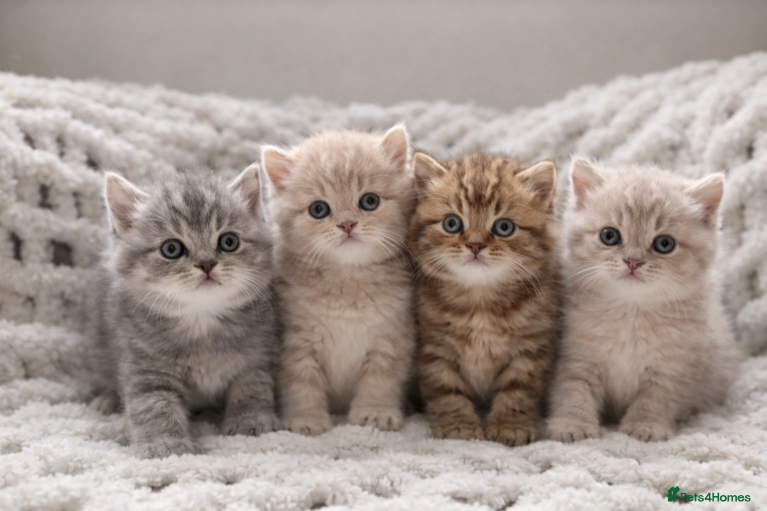 British Shorthair cats Pedigree tabby British shorthair lilac chocolate  - Advert 1