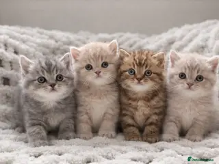 British Shorthair cats Pedigree tabby British shorthair lilac chocolate - Advert 1