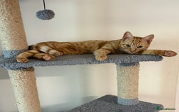 Domestic Shorthair cats for sale: Rehoming Ginger Tabby - Image 3