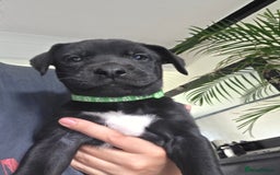Mixed Breed dogs for sale: Adorable puppies for sale!  - Image 34