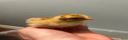 Chickens poultry for sale: brahma X Warren chicks  - Advert 5