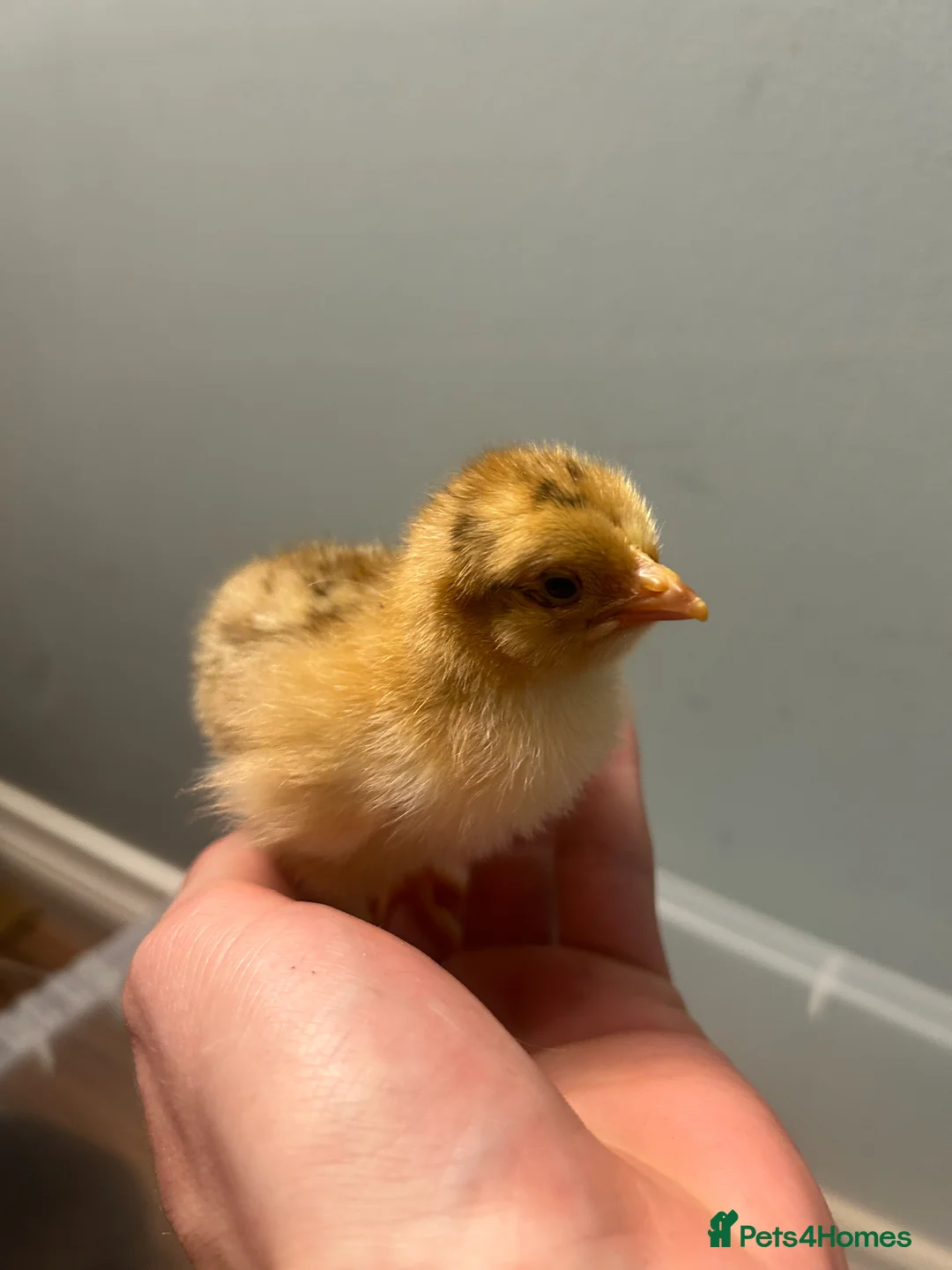 Chickens poultry for sale: brahma X Warren chicks  - Advert 5