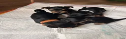 Yorkshire Terrier dogs for sale: Beautiful Yorkshire terrier puppies - Advert 4
