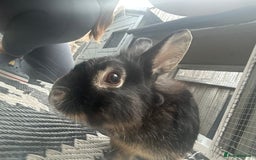 Mini Lion Lop rabbits for sale: black male mini lop lion - Image 1